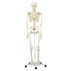 Fabrication Enterprises Anatomical Model - Stan the Classic Skeleton on Roller Stand FNT12-4500