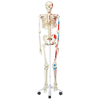 Fabrication Enterprises Anatomical Model - Max The Muscle Skeleton On Roller Stand FNT12-4501