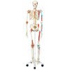 Fabrication Enterprises Anatomical Model - Sam The Super Skeleton On Roller Stand FNT12-4503