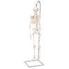 Fabrication Enterprises Anatomical Model - Shorty the Mini Skeleton on Hanging Stand FNT12-4505