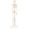Fabrication Enterprises Anatomical Model - Shorty the Mini Skeleton on Mounted Base FNT12-4506