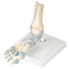 Anatomical Models