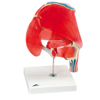 Fabrication Enterprises Anatomical Model - Hip Joint with Removable Muscles, 7-Part FNT12-4526