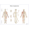 Anatomical Chart - Acupuncture Body, Laminated