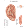 Anatomical Chart - Acupuncture Ear, Laminated