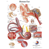 Fabrication Enterprises Anatomical Chart - Ear, Laminated FNT12-4606L