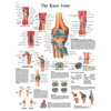 Anatomical Charts