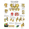 Fabrication Enterprises Anatomical Chart - Hip & Pelvis, Paper FNT12-4617P