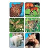 Kids Love Stickers® 90 per Pack Baby Animal Photos , Assorted Sticker 2-1/2 Inch, 90/PK