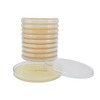 Prepared Media Mueller Hinton Agar Dehydrated, 10/BX