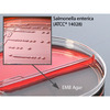 Prepared Media Blood Agar / Eosin Methylene Blue (EMB) Agar Bi-Plate Format, 10/BX